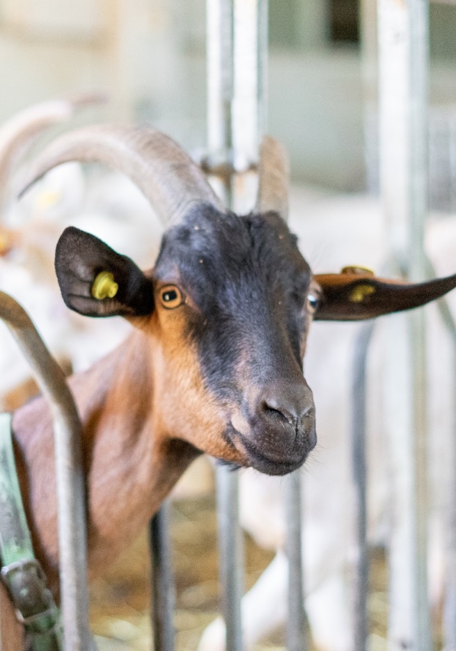 Agricaseificio da Fabiana