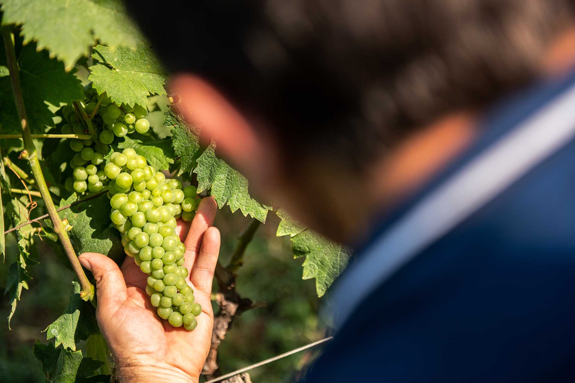 Freschezza, dolcezza e misura